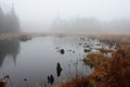 Foggy morning beaver house and pond Royalty Free Stock Photo