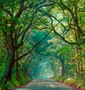 Foggy Morning on Botany Bay Road Royalty Free Stock Photo