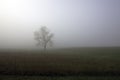 Foggy Morning in Cades Cove