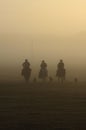 Foggy morning cattle drive Royalty Free Stock Photo