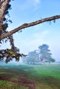 Foggy morning on coastal golf course with golfers Royalty Free Stock Photo