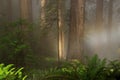 Foggy coastal redwood Sequoia sempervirens forest in Northern California, in the early morning light Royalty Free Stock Photo