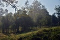 Foggy morning in the countryside. Fog in nature. Beautiful background photo Royalty Free Stock Photo