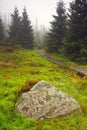 Foggy morning in dead forest