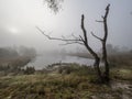 Foggy morning with dead tree and beautiful fen Royalty Free Stock Photo