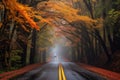 foggy morning drive through a tree tunnel in fall Royalty Free Stock Photo