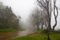 Foggy morning in forest, green grass rain and fog