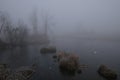 Foggy morning. Gray mystical landscape Royalty Free Stock Photo