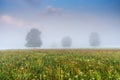 Foggy morning in green pasture with tall grass, wildflowers, and trees Royalty Free Stock Photo