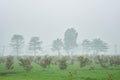 Foggy morning in the guava trees farming field