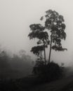 On a foggy morning at Guste Island, cypress trees silhouetted ag