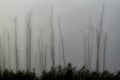 An abstract image of dead cypress trees standing in the marsh