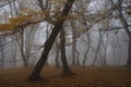 Foggy morning in Hoia Forest Royalty Free Stock Photo