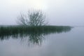 Foggy morning at the lake with tree reflection on the water