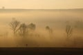 Foggy morning Royalty Free Stock Photo