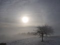 Foggy morning landscape with focused trees in winter.
