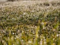 Foggy morning in the meadow dew on the grass Royalty Free Stock Photo