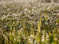 Foggy morning in the meadow dew on the grass Royalty Free Stock Photo