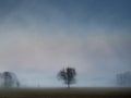 Foggy morning in the meadow. Soft focus.