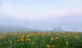 Foggy morning on the meadow with yellow flowers. Carpathians