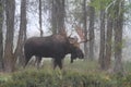 Foggy Morning Moose Royalty Free Stock Photo