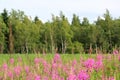 Foggy morning in the mountain forest. Thickets of flowering willow-herb.