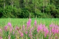 Foggy morning in the mountain forest. Thickets of flowering willow-herb.