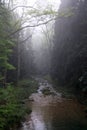 Foggy morning in the mountains