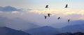 Foggy morning in the mountains with flying birds over silhouettes of hills Royalty Free Stock Photo