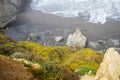 Foggy Morning at a Northern California Beach with Wildflowers on Cliffs