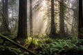 foggy morning in a redwood forest, highlighting size Royalty Free Stock Photo