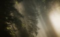 Foggy Morning in the Redwood Forest Royalty Free Stock Photo