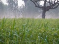 Foggy Morning in Rice Field