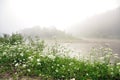 foggy morning, wild flowers Royalty Free Stock Photo