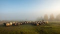 Foggy morning in Romania at the farm with sheep and shepherd