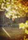 foggy morning and spider web Royalty Free Stock Photo
