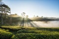 Foggy morning , sun beam , sunrise , tea plantation