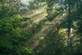 Foggy morning sun rays peeking through Royalty Free Stock Photo