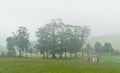 Foggy morning, Tasmania, Australia Royalty Free Stock Photo