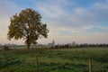 foggy morning with a view of wet fields and a large tree in front of the small Dutch village.