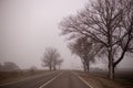 foggy morning on a winter day in the countryside, bare trees on the side of the road, dramatic mysterious mood Royalty Free Stock Photo