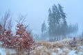Foggy morning in winter Harz mountains