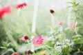 Foggy Morning in the Zinnia Garden