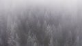 Foggy mountain forest with ice frost covered trees in Winter. Fairytale landscape, snow capped pine tops. slow motion