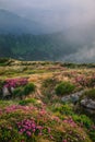 Foggy mountain landscape with blossoming rhododendron flowers