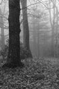 Foggy Mountain Path Royalty Free Stock Photo