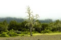 Foggy Mountain Rainforest Tanzania Royalty Free Stock Photo