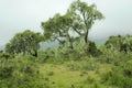 Foggy Mountain Rainforest Tanzania