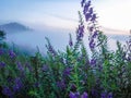 Foggy mountain before sunrise with purple flower Royalty Free Stock Photo