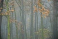 Foggy mysterious forest on a cloudy autumn day.